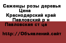 Саженцы розы деревья › Цена ­ 60-70 - Краснодарский край, Павловский р-н, Павловская ст-ца  »    